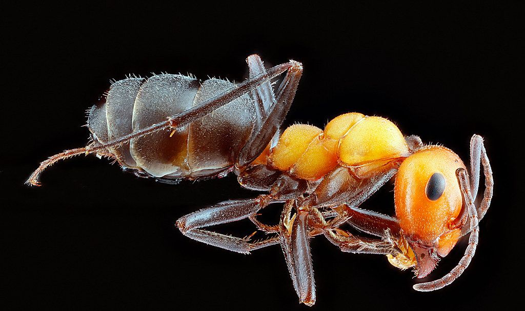 Ant Control service in Salt Lake City, UT