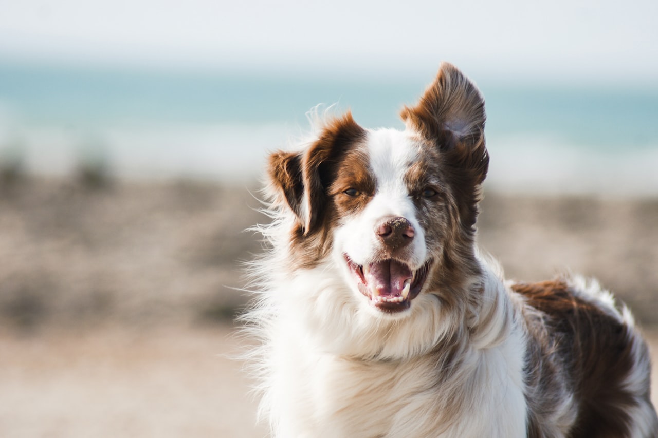 Flea & Tick Control service in Salt Lake City, UT