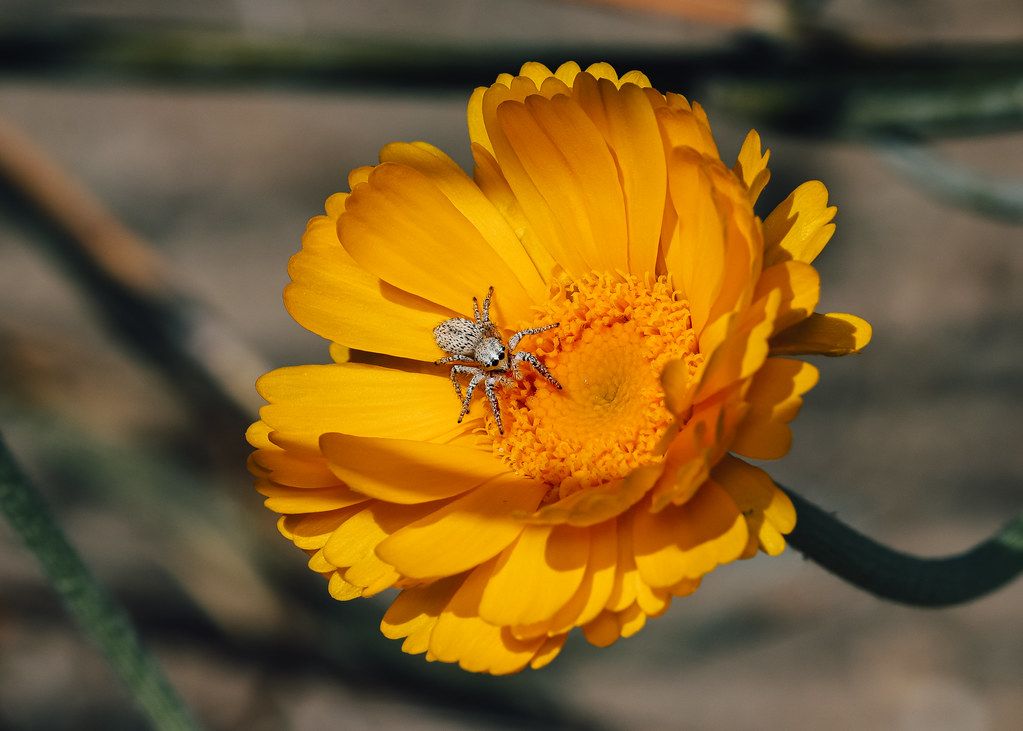 Spider Control service in Salt Lake City, UT